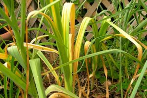 The reasons why garlic turns yellow in the garden and what to do?