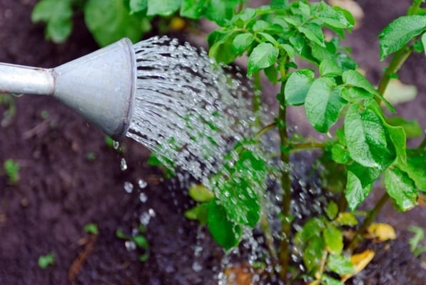 รดน้ำมันฝรั่งในสวน