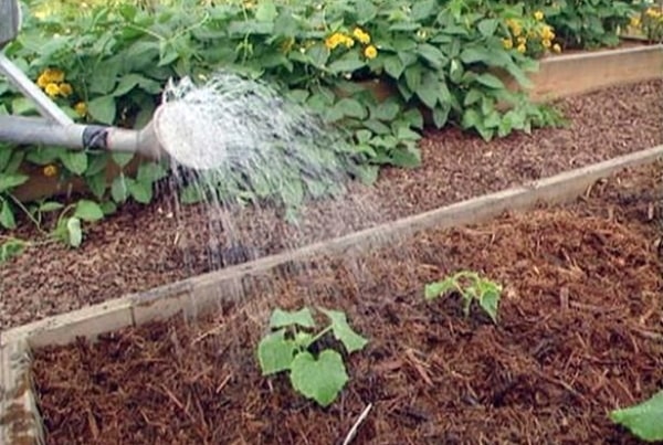 zalévání okurky v zahradě