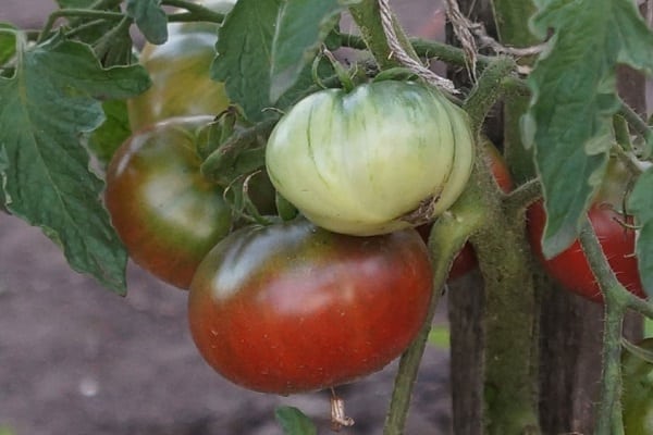 tomato carbon