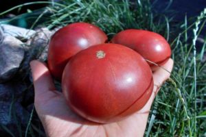 Beskrivelse af tomatsorten Carbon (Carbon), dens egenskaber og dyrkning