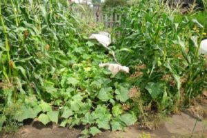 Wie kann man Gurken mit Mais auf offenem Boden pflanzen? Ist das möglich?