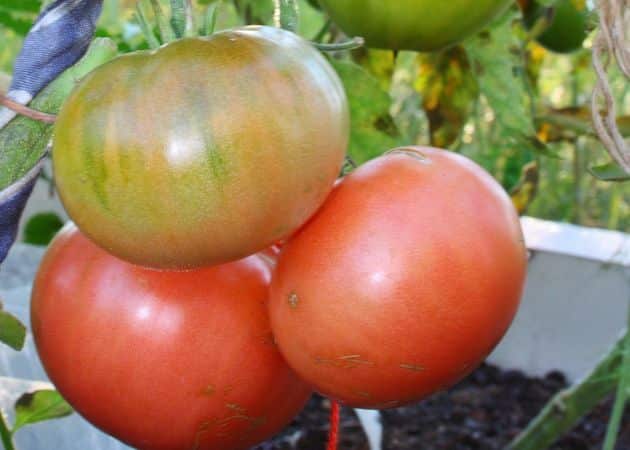 apariencia de tomate wal