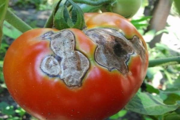 ruttna på tomater