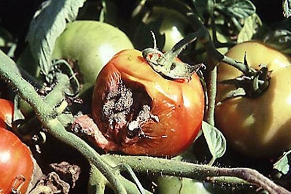 beschadigde tomaten