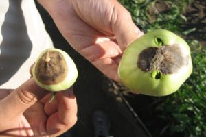 Causes and treatment of gray rot on tomatoes