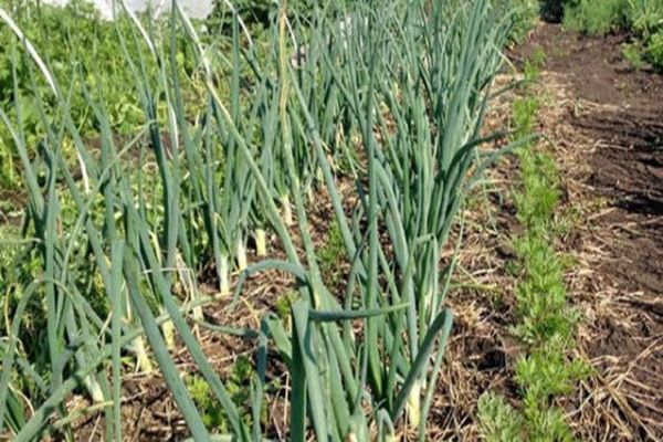 onion cultivation