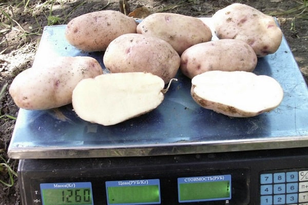 patatas de mesa