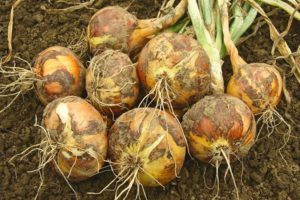 Cuándo cosechar cebollas en la región de la Tierra Negra, las regiones de Voronezh y Belgorod, el momento adecuado