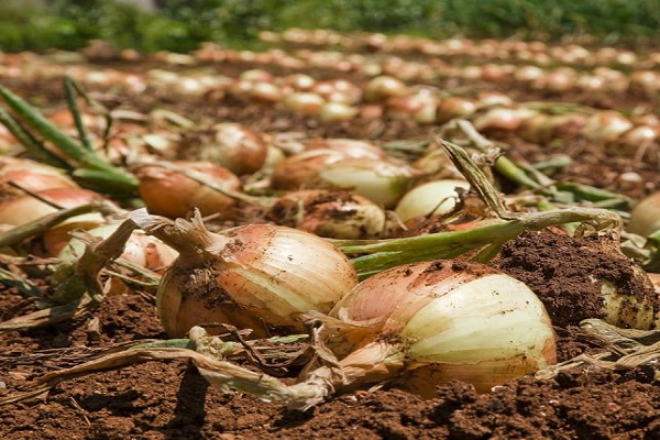 winter onions