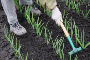 Tehnologija uzgoja i briga za zimski češnjak na otvorenom terenu