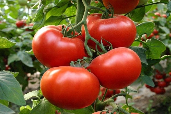 tomato axiom