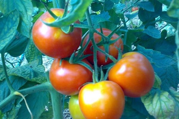flache runde Tomaten