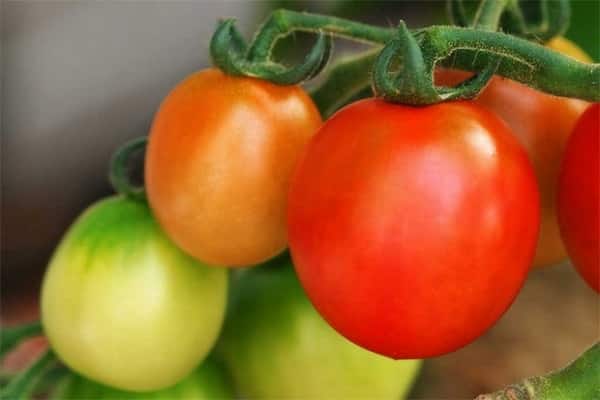 pomidorų apolonas