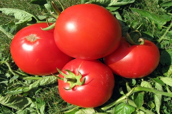 pomidorų atlantis