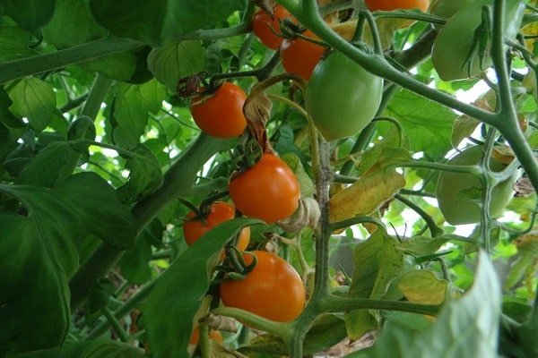 tomaatti perhonen