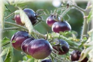Beschreibung der Tomatensorte Blue P20, Merkmale des Anbaus und der Pflege