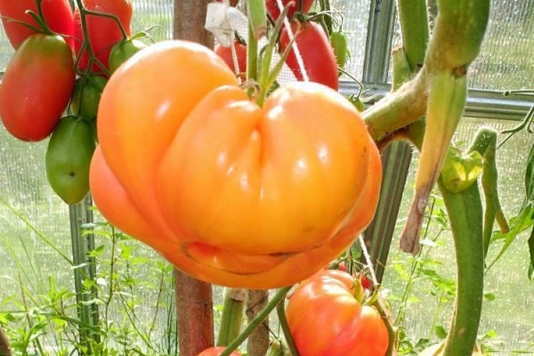 Tomatengeruch