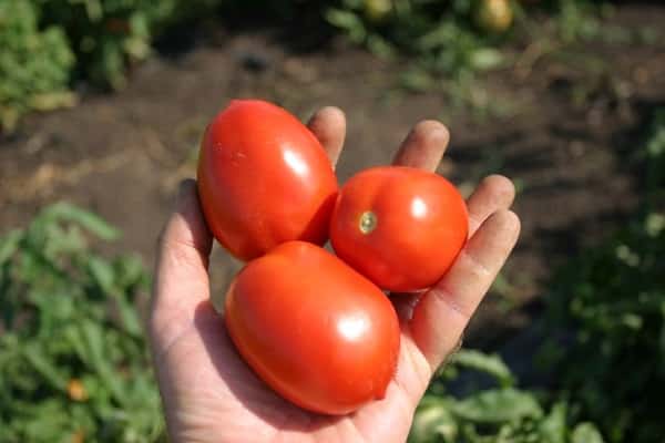 tomato bonaparte