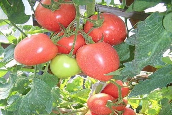 lined tomatoes