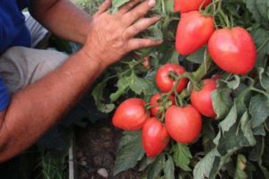 Περιγραφή της ποικιλίας ντομάτας Bonaparte, των χαρακτηριστικών και της καλλιέργειάς της