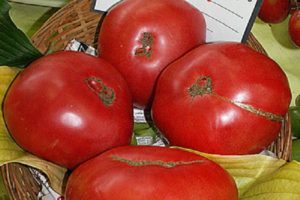 Beschrijving van de tomatensoort Boyarynya F1, kenmerken van teelt en verzorging