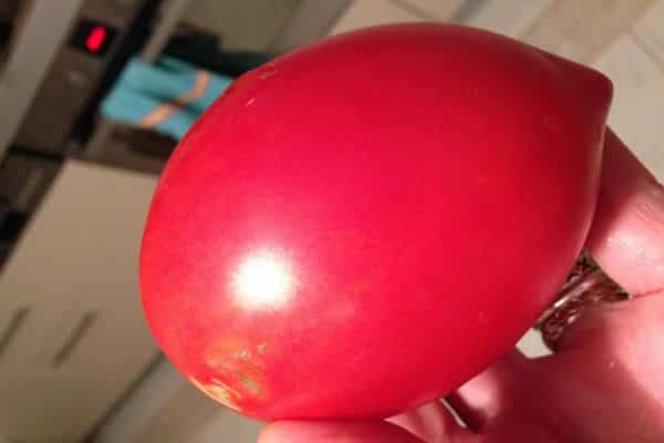 tomaatin Darenka ulkonäkö