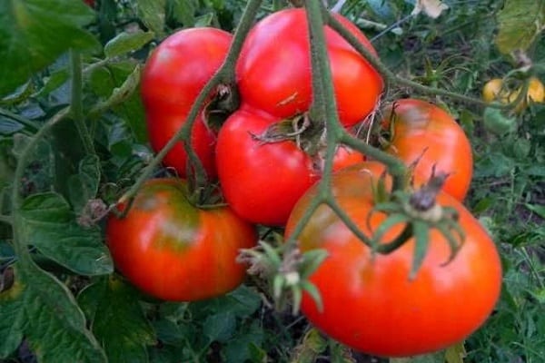 Deliciosus tomat