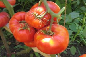 Kuvaus tomaattilajikkeesta Deliciosus, viljelyyn liittyvät piirteet ja sato