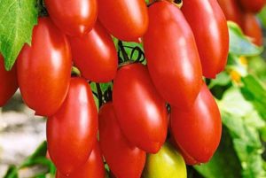 Beschrijving van de tomatensoort Suikervingers, de kenmerken en opbrengst