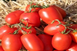 Descripción de la variedad de tomate Dino f1, características de cultivo y rendimiento.