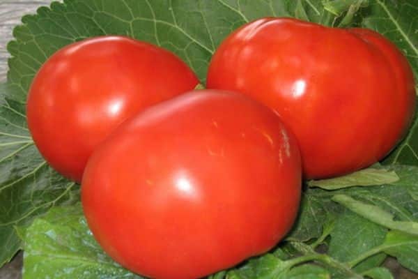 tomate fornido