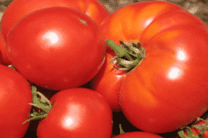 Opis sorte rajčice Poštovani gost, preporuke za uzgoj i njegu