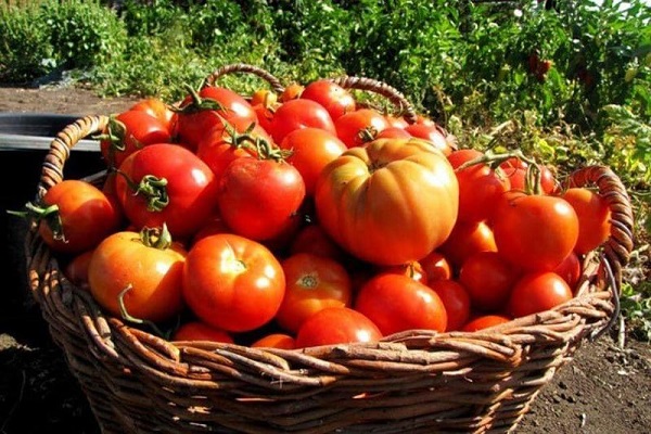 tomaternes vægt
