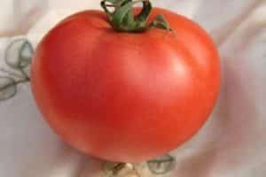 Opis odrody paradajok, vlastnosti pestovania a starostlivosti