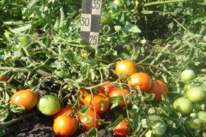 Descripción de la variedad de tomate de maduración ultra temprana Filippok y características de cuidado.