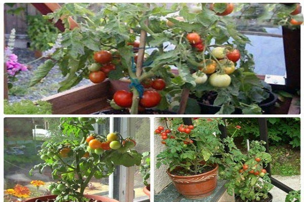 tomat filipok