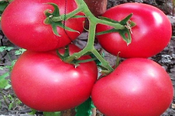 Περιγραφή της ποικιλίας ντομάτας Griffin f1, των χαρακτηριστικών και της καλλιέργειάς της