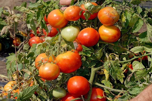 Pomidor GS-12
