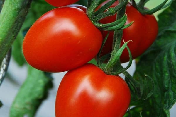 tomaatti kimaltele