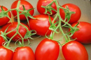 Beskrivelse af tomatsorten Sparkle, funktioner i dyrkning og pleje