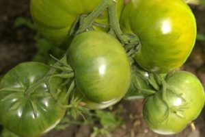 Opis odrody paradajok odrody Emerald, jej vlastnosti a produktivita