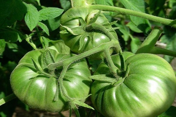 kokybiškas pomidoras