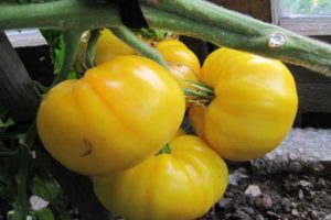 Beschreibung der kasachischen gelben Tomatensorte, ihres Ertrags und Anbaus