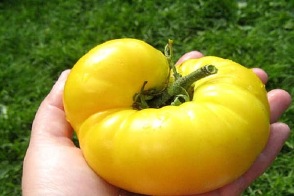 dojrzały pomidor