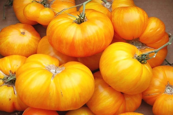 Opis kazachskiej odmiany pomidora żółtego, plonu i uprawy