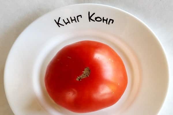 variété de tomate