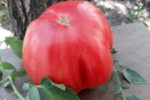 King Kong tomātu šķirnes apraksts, audzēšanas un kopšanas iezīmes
