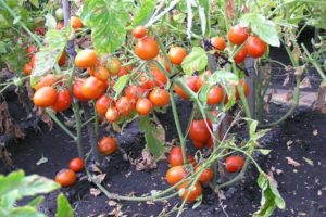 Description of the tomato variety Kmicits, features of care and yield