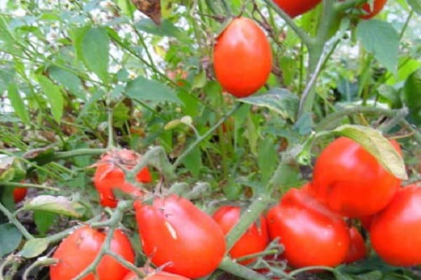 tomate Kmicits
